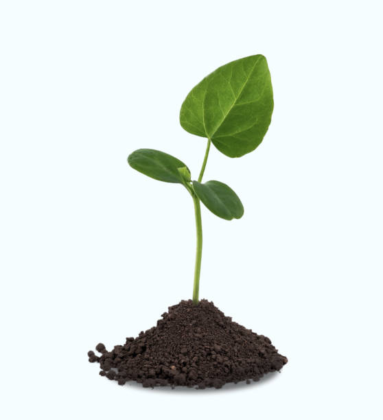 istock Young plant in soil isolated on white background 1239190178