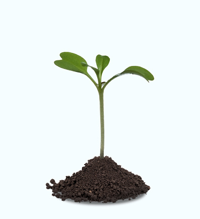 Young sapling in pile of soil isolated on white background.