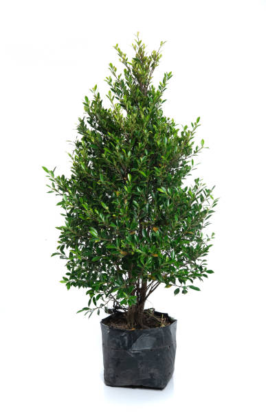 istock Ficus annulata in the plastic bag on white background 1239190898
