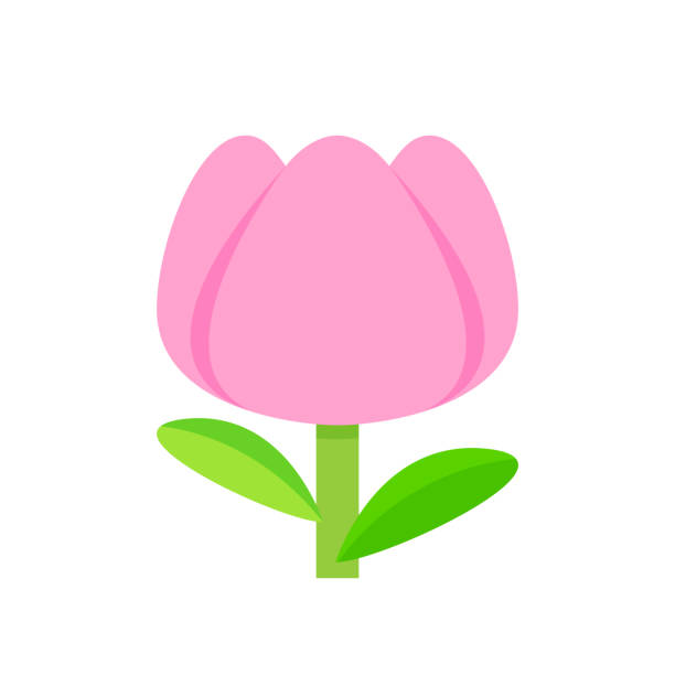 Hoa Tulip Màu Hồng Đơn Giản Được Cô Lập Trên Nền Trắng Hoa Tulip Màu Hồng Hoạt  Hình Cho Clip Art Minh Họa Hoa Tulip Hình Minh Họa Sẵn Có - Tải