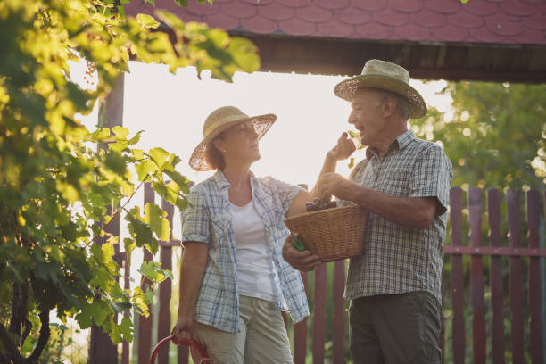 istock Senior woman feeding her husband grapes from their vineyard 1239206080