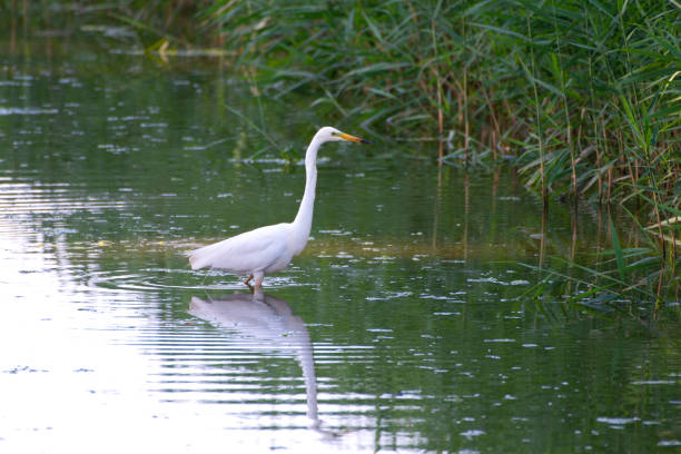 istock Western Great Egret (Ardea alba) in the water 1239208771
