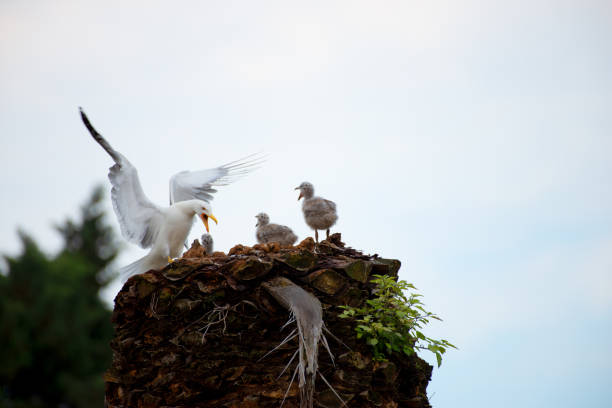 gaivota de pernas amarelas, larus michahellis, no ninho - michahellis - fotografias e filmes do acervo