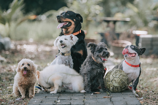 raza de perro rottweiler, bulldog francés, caniche de juguete, terrier escocés, Pomerania afuera bajo la luz del sol photo