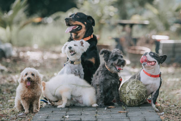 dog breed rottweiler, french bulldog, toy poodle, Scottish terrier, Pomeranian outside under sunlight dog breed rottweiler, french bulldog, toy poodle, Scottish terrier, Pomeranian outside under sunlight group of animals stock pictures, royalty-free photos & images
