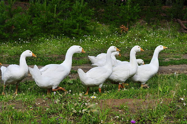 istock Herd of geese 123923220