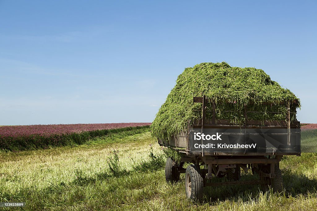 haymaking - 로열티 프리 0명 스톡 사진