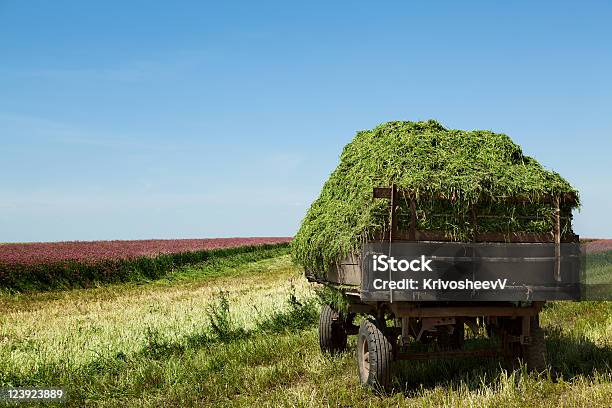 Haymaking 0명에 대한 스톡 사진 및 기타 이미지 - 0명, 가을, 건초-식물