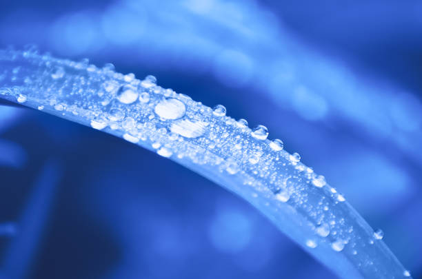 Surreal natural background. A Raindrops on the grass, tinted in blue.