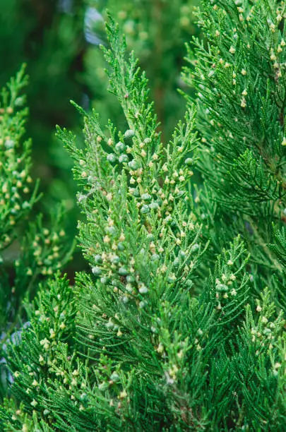 Spring branch tip of Red Cedar tree, also called Eastern Redcedar, Virginian Juniper or Pencil Cedar, latin name Juniperus Virginiana. Vertical photograph.