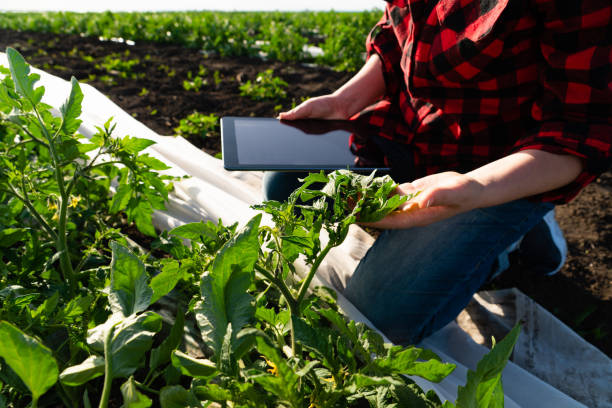 una mujer agricultora con tableta digital en un campo de patatas - raw potato red potato red vegetable fotografías e imágenes de stock