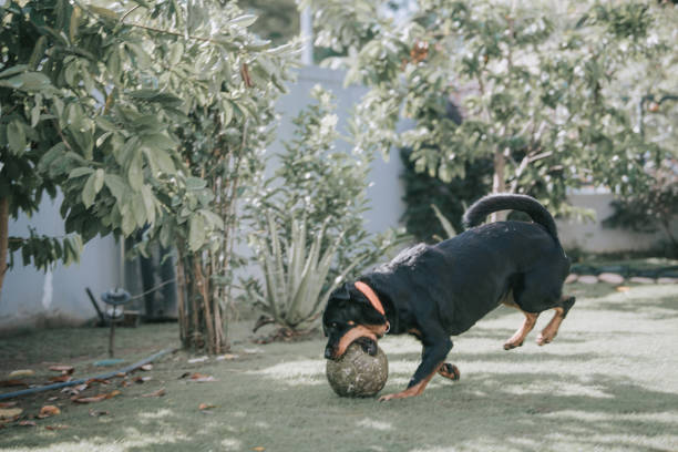 dog breed rottweiler outside under sunlight biting a ball playing