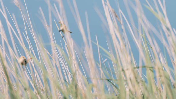 수염 이대는 리드 줄기에 앉아, 볼게르미어퍼 암스테르담 보호 자연 지역, 여행 위치, 네덜란드 야생 동물, 아름다운 작은 새, 배경에 푸른 하늘, 기프 벨트, 쓰레기 소요 - 노포크 카운티 매사추세츠 뉴스 사진 이미지