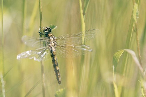 Aeshna viridis, the green hawker, hidden in the grass, protected nature area, travel location, Dutch wildlife, beautiful big insect, Volgermeerpolder Amsterdam
