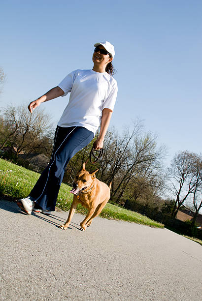 Rear view of a Terrier dog being walked on a leash in a public park by his senior owner.