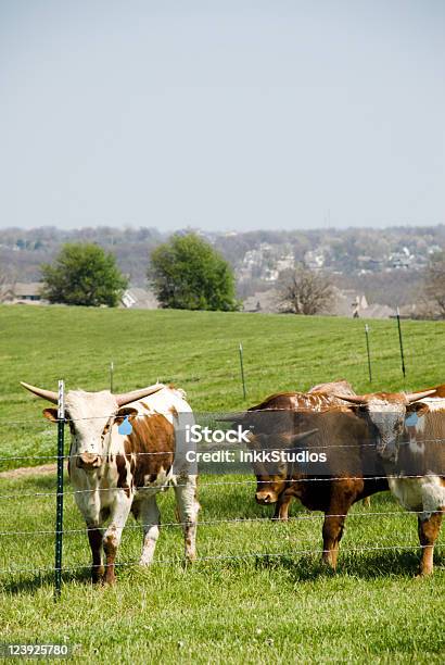 Steer Oder Staré Stockfoto und mehr Bilder von Blick in die Kamera - Blick in die Kamera, Bulle - Männliches Tier, Das Leben zu Hause