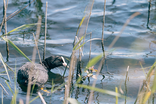 Coot with cub, The Eurasian coot, also known as the common coot, or Australian coot, is a member of the rail and crake bird family, the Rallidae, Dutch wildlife photography, bird photo, Dutch nature