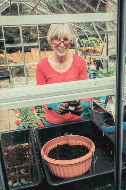 kobieta w swojej szklarni sadzenie wiszące kosz - aluminum glass house window zdjęcia i obrazy z banku zdjęć