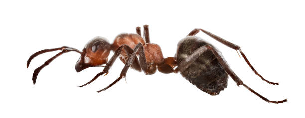 istock forest brown large isolated ant 1239264771