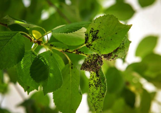 istock Cherry aphids, black fly on cherry tree. Branch of fruit tree with wrinkled leaves affected by black aphid 1239265001