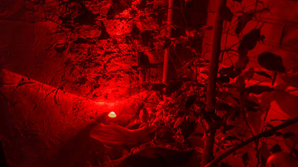 istock Brick wall with red light for abstract background. Business, dark. Space for text. 1239274245