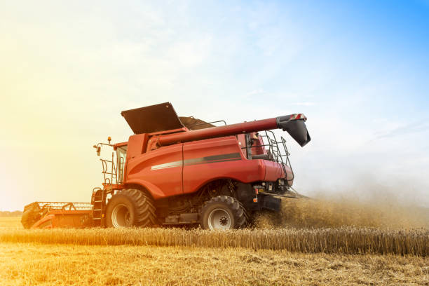 istock Harvester is working during harvest time in the farmer’s fields, machine is cutting grain plants at sunset 1239291620