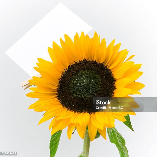 Girasol Con Nota En Blanco Foto de stock y más banco de imágenes de Amarillo - Color - Amarillo - Color, Cabeza de flor, Color - Tipo de imagen