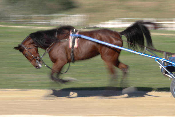 istock Side View Of Horse Running 1239298452
