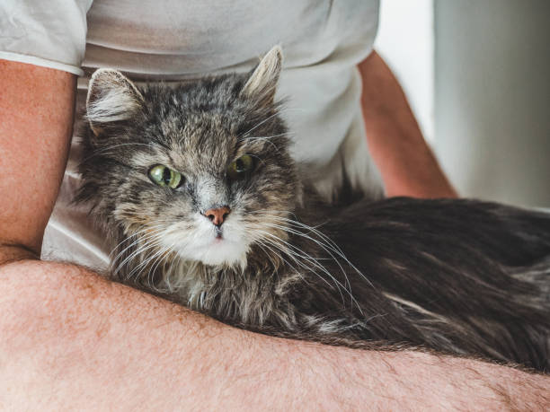 Adorable kitty and male hand. Close up