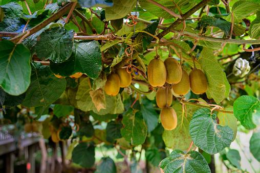 Kiwi Fruit  growing on vines