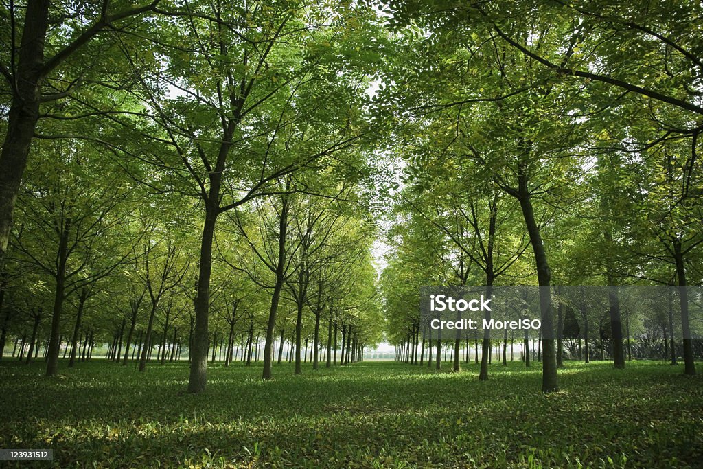 Bosque - Foto de stock de Grueso libre de derechos