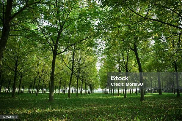 Bosque Foto de stock y más banco de imágenes de Grueso - Grueso, Tope de los árboles, Aire libre