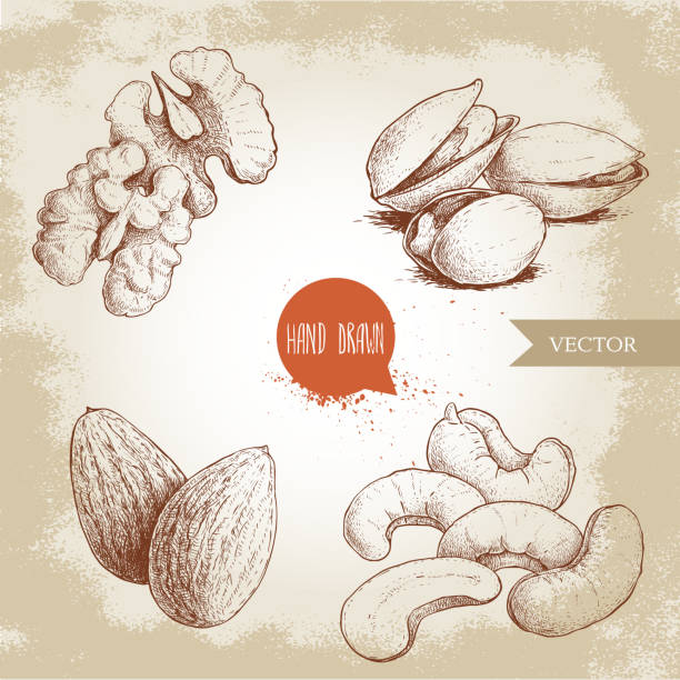 ilustrações de stock, clip art, desenhos animados e ícones de hand drawn sketch style nuts set. walnut, cashew, almonds and pistachios. collection of healthy natural food. vector illustrations isolated on old background. - dried apple