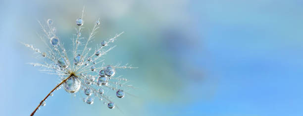 semilla de diente de león después de la lluvia con hermosas gotas de agua cerrada - dandelion water flower abstract fotografías e imágenes de stock