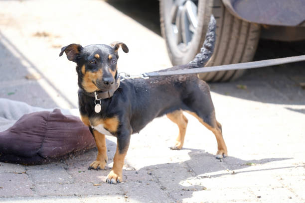 istock Black and tan Jack Russell Terrier posing iin full body, with shadow 1239324569