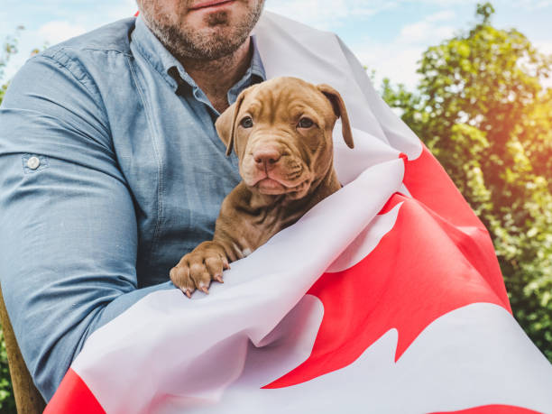 istock Handsome man and a charming puppy. Close-up 1239330237