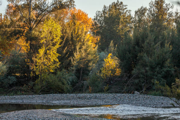 Cotter River flowing nicely at Cotter Bend Cotter River flowing nicely at Cotter Bend, ACT, Australia on an autumn morning in May 2020 gurgling stock pictures, royalty-free photos & images