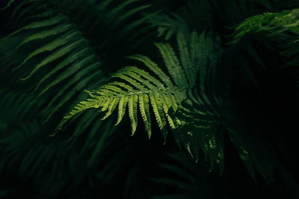 istock Fern Leaf In The Dark With A Spot Of Sunlight 1239333637