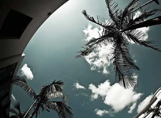 Photo of Palm trees in Beverly Hills