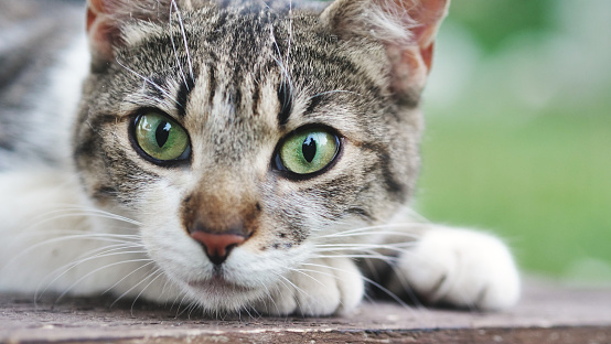 Authentic close up shot of domestic tabby cat face with green eyes.