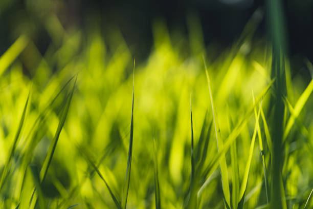 istock Grass and green leaves Natural light in the evening 1239346450