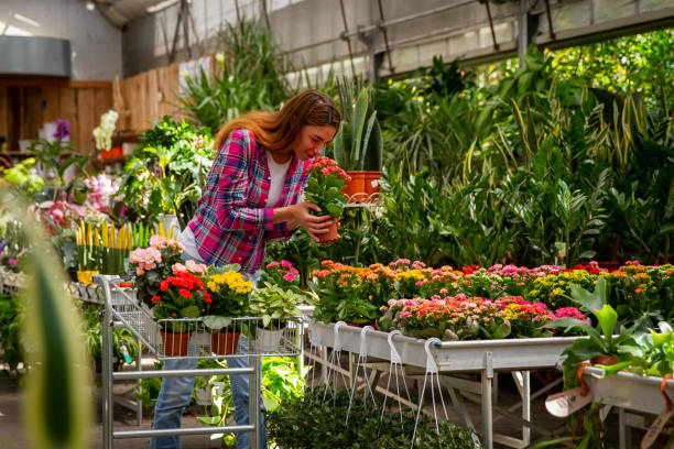 portrait of a young woman gardener in apron is carrying wooden crate with the fresh seasonal flowers and smiling in camera in a plant shop greenhouse in a sunny day. - pink rose flower color image imagens e fotografias de stock