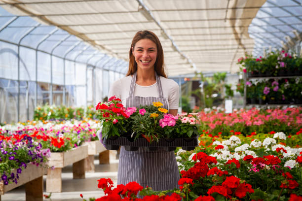 portrait of a young woman gardener in apron is carrying wooden crate with the fresh seasonal flowers and smiling in camera in a plant shop greenhouse in a sunny day. - pink rose flower color image imagens e fotografias de stock
