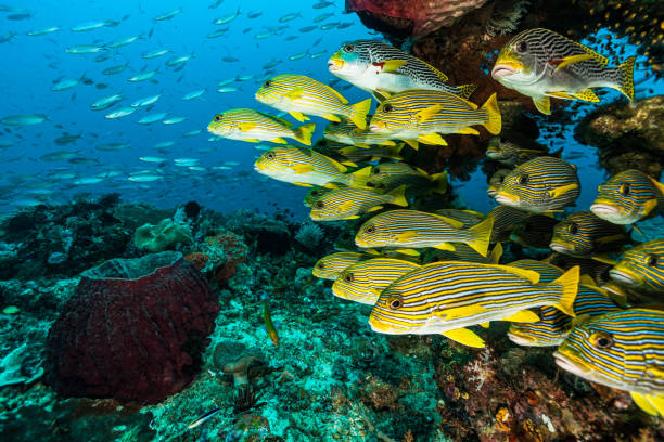 underwater paradise, school of sweetlip fishes, raja ampat, indonesien - ascidiacea bildbanksfoton och bilder