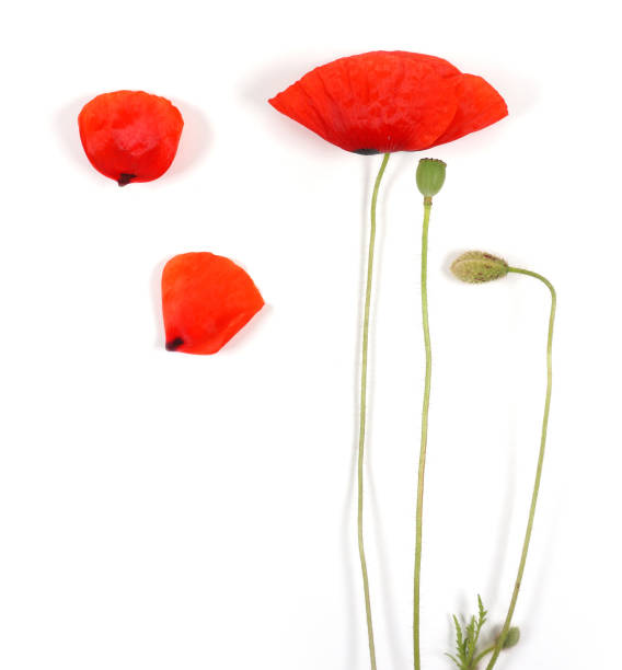 istock Beautiful bright red poppy flowers isolated on white backgrounds. 1239359744