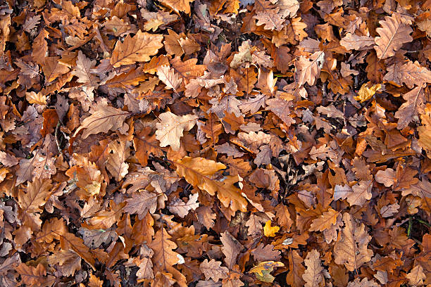 istock Autumnal Leaves Background 123936387
