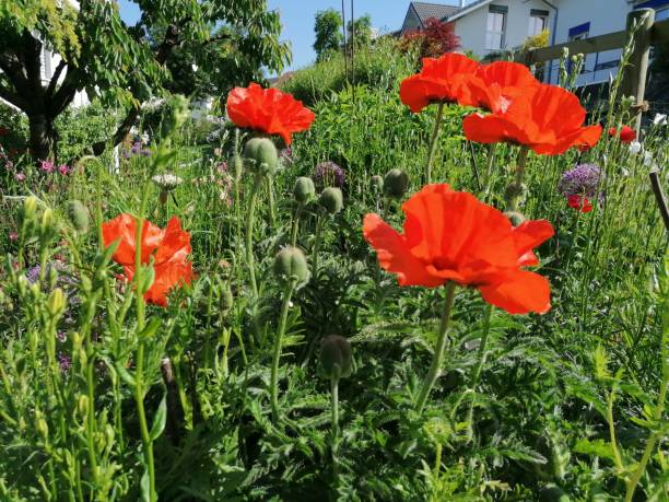 istock Papaver Oriental Turkish Poppy 1239370029