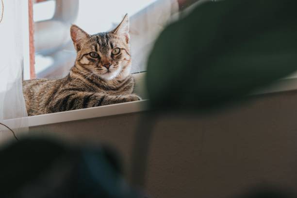 istock the cat yawns after sleeping 1239376565