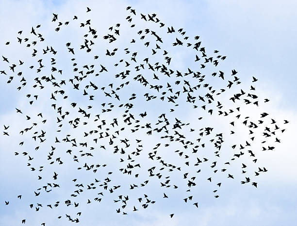 istock Plenty of Birds Flying in a Blue Sky 123938455
