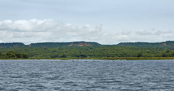 istock around Murchison Falls National Park in Uganda 123938567